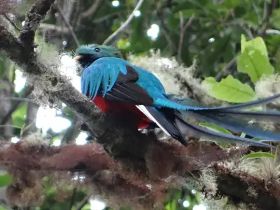 a blue bird sitting on a tree branch at Hotel Uran in Rivas
