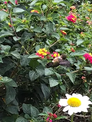 a bird is sitting in a bush of flowers at Hotel Uran in Rivas