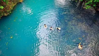 a group of three ducks swimming in the water at Hotel SueñoReal RioCeleste in Rio Celeste
