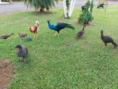 a group of birds standing in the grass at Hotel SueñoReal RioCeleste in Rio Celeste