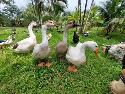 a group of ducks standing in the grass at Hotel SueñoReal RioCeleste in Rio Celeste