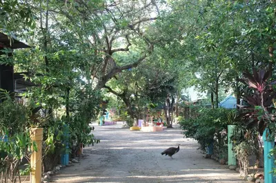 a black cat walking down a road with trees at Hostalito El Greco in Bagaces