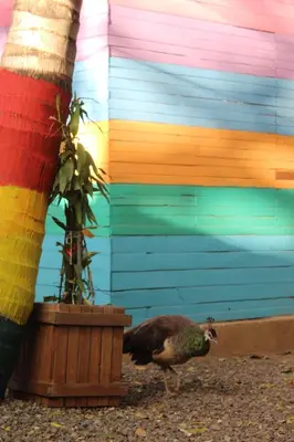a peacock walking in front of a colorful wall at Hostalito El Greco in Bagaces