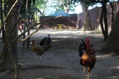 a group of chickens walking around in a yard at Hostalito El Greco in Bagaces