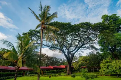 a palm tree in front of a building at Hacienda Guachipelin Volcano Ranch Hotel & Hot Springs in Liberia