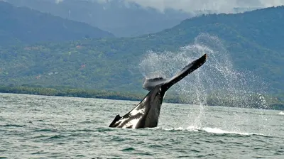 a humpback whale jumping out of the water at Cristal Ballena Boutique Hotel & Spa in Uvita