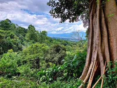 a tree in the middle of a forest at Hotel Monte Campana Heredia in Birrí