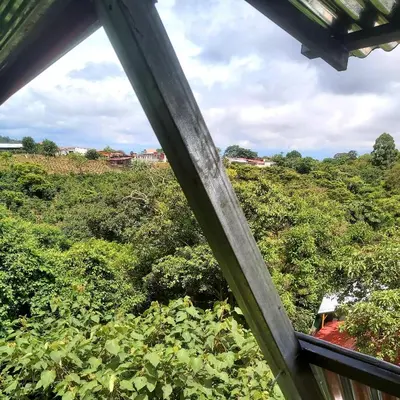 a view of a forest from a window at Hotel Monte Campana Heredia in Birrí