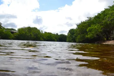 a body of water with trees in the background at Green Macaw Hostel in Tortuguero