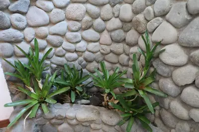 three plants sitting on a rock wall at Tierra Magica B&B and Art Studio in San José