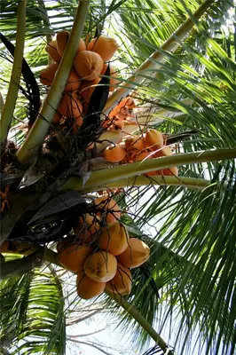 a bunch of oranges on a palm tree at Casitas Sollevante Boutique Hotel in Montezuma