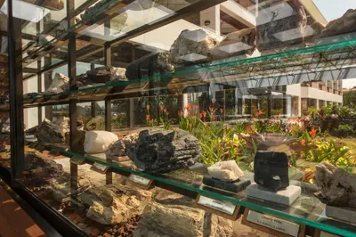 a display case with rocks and plants in a building at Hotel Bougainvillea San José in Santo Domingo
