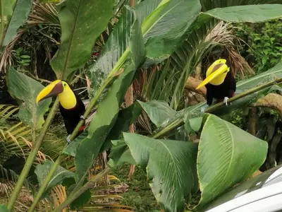 two birds perched on top of a banana tree at Villa Tucan in Fortuna