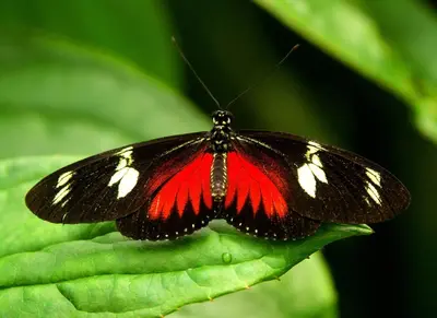 a black and red butterfly sitting on a green leaf at Hotel Mango Valley in Grecia