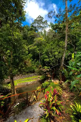 a stream in the middle of a forest at Vista Turrialba Lodge in Turrialba
