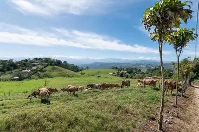a herd of cows grazing in a field at Vista Turrialba Lodge in Turrialba