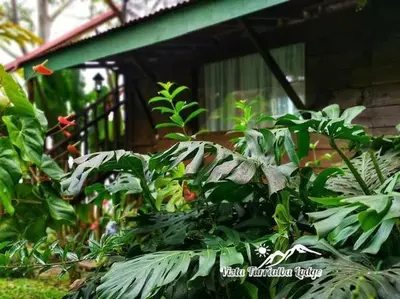 a bunch of green plants in front of a house at Vista Turrialba Lodge in Turrialba
