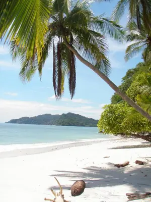 a coconut tree and a coconut ball on a beach at Eco Boutique Hotel Vista Las Islas Reserva Natural in Paquera