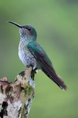 a humming bird sitting on a tree branch at Cecropia Ecolodge in Fortuna
