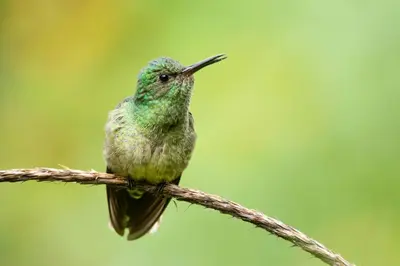 a green bird sitting on a branch at Cecropia Ecolodge in Fortuna