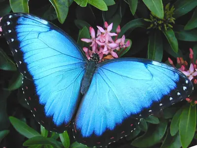 a blue butterfly sitting on a pink flower at Valle Escondido Nature Reserve Hotel & Farm in Monteverde Costa Rica