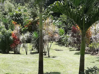 a garden with palm trees and other plants at Marita's Bed and Breakfast in Nuevo Arenal