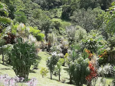 a garden with many different plants and trees at Marita's Bed and Breakfast in Nuevo Arenal