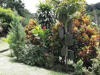 a garden with many different plants and trees at Marita's Bed and Breakfast in Nuevo Arenal