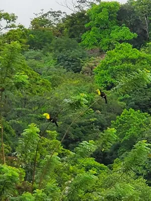 two birds are flying in the trees at Marita's Bed and Breakfast in Nuevo Arenal