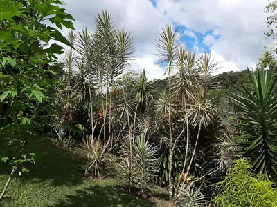 a group of palm trees in a field at Marita's Bed and Breakfast in Nuevo Arenal