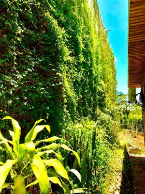 a wall covered in green plants next to a house at Hoja Azul in Hojancha