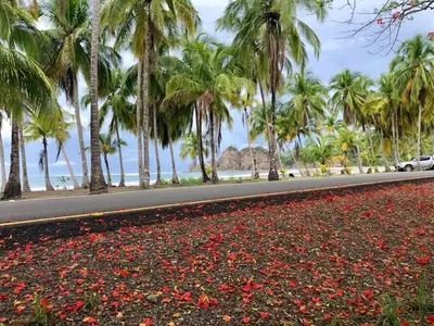 a road with palm trees and red flowers on the road at Hoja Azul in Hojancha