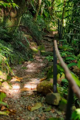 a dirt trail in a forest with a fence at Jardines Secretos in Rivas
