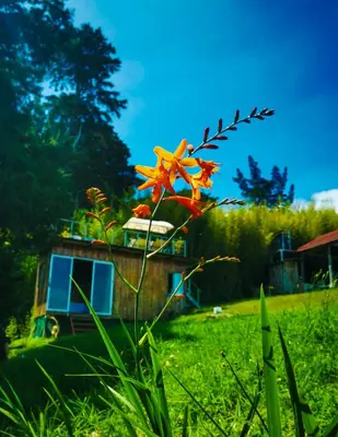 a flower in the grass with a house in the background at Cabaña Mountain View in Heredia