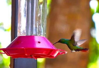 a hummingbird eating out of a red bird feeder at Mapi's House in Paquera