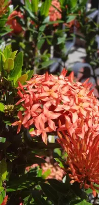 a group of red flowers on a tree at ALAJUELA CITY Hotel & Guest House in Alajuela City