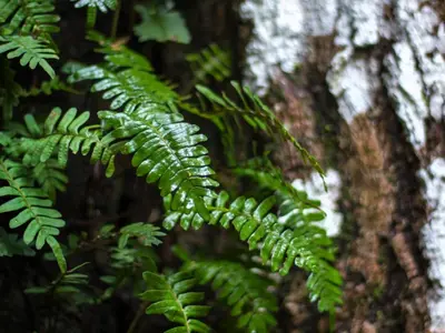 a green leafy plant in a forest at Casa Colores in Montezuma