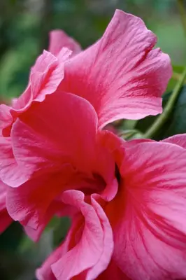 a close up of a pink flower at Sueño Río Celeste Boutique B&B in Bijagua