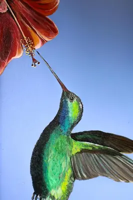 a painting of a hummingbird attached to a flower at Sueño Río Celeste Boutique B&B in Bijagua