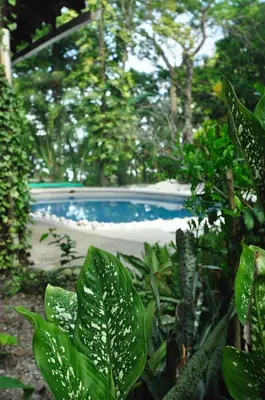 a swimming pool in a garden with green plants at Howler Monkey Hotel in Montezuma