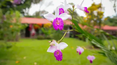 a group of pink and white flowers in a yard at Volcano Lodge, Hotel & Thermal Experience in Fortuna