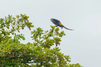 a bird perched on top of a tree at Bungalows Ballena in Uvita