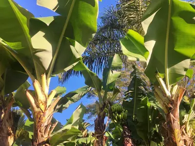 a bunch of bananas hanging from a banana tree at Hotel Vista Linda Montaña in Alajuela City