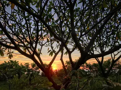 a sunset seen through the branches of a tree at Villa Tortuga in Nosara