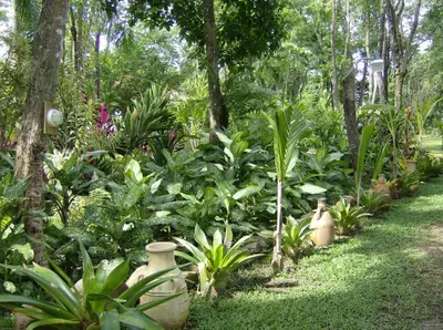 a garden with many different plants and trees at La Palapa Ecolodge in Portalón