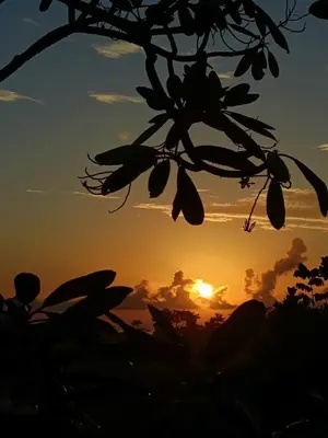 a silhouette of a tree with the sunset in the background at Finca Los Caballos Montezuma in Montezuma