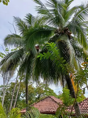 a group of palm trees in front of a house at Finca Los Caballos Montezuma in Montezuma