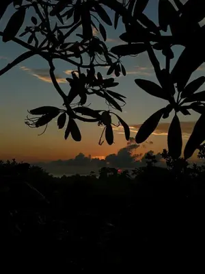 a silhouette of a tree with the sunset in the background at Finca Los Caballos Montezuma in Montezuma