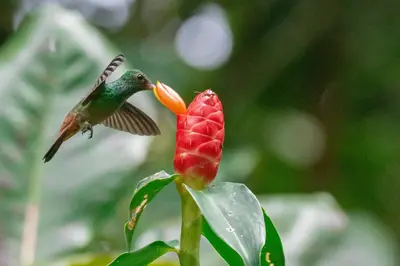a hummingbird flying near a red flower at Hotel El Icaco Tortuguero in Tortuguero