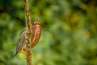 a small bird perched on a tree branch at Hotel El Icaco Tortuguero in Tortuguero
